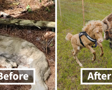 Woman Finds Abandoned Baby Horse, Brings Her Home Where She Makes A Miraculous Recovery