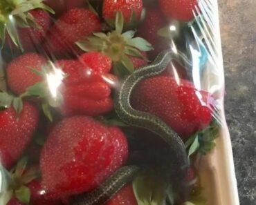 A basket of bright red strawberries, an expected treat – but it held a terrifying discovery A basket of bright red strawberries, an expected treat – but it held a terrifying discovery
