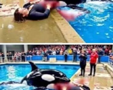 The terrifying final moments of the Golden Coach…See more – Daily News