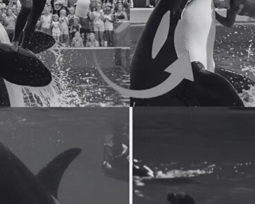 TRAGEDY AT BLUE OCEAN PARK: In a viral video dominating social media, an orca’s sudden and violent turn stuns the audience in a screaming stadium. No warning. Just the sound of the cold water… and a terror that takes your breath away… Seconds later, the water turns red. Trainer Jessica Radcliffe…lingcute – Notebook 2025