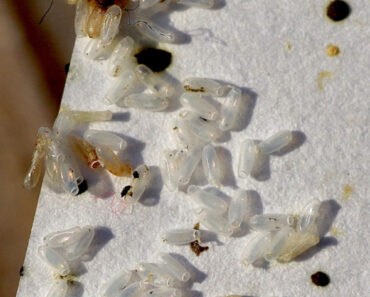 Be careful if you notice something like this in your home… Never ignore this I woke up and noticed some strange white grains in my bed. My first thought was that my husband must have eaten in bed again and spilled rice or something similar. I was about to just shake them off, but suddenly decided to take a closer look. The longer I looked, the stronger the strange feeling of anxiety grew inside me. These “grains” were tiny, oval and shiny… And then I saw that something… See more Be careful if you notice something like this in your home… Never ignore this I woke up and noticed some strange white grains in my bed. My first thought was that my husband must have eaten in bed again and spilled rice or something similar. I was about to just shake them off, but suddenly decided to take a closer look. The longer I looked, the stronger the strange feeling of anxiety grew inside me. These “grains” were tiny, oval and shiny… And then I saw that something… See more