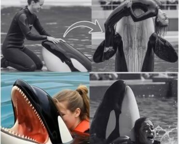 THE FINAL SMILE BEFORE HORROR: Jessica Radcliffe Waves to Crowd—Seconds Later, the K!ller Whale Strikes. The arena cheered. Jessica Radcliffe smiled, waved… then vanished. A viral video captures the chilling moment a k!ller whale turned without warning—no screams, just silence, water, and sheer terror