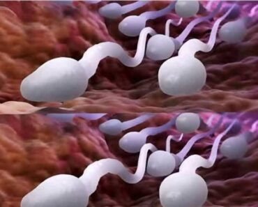 Many know! Studies reveal that swallowing your partner’s semen… Many know! Studies reveal that swallowing your partner’s semen…