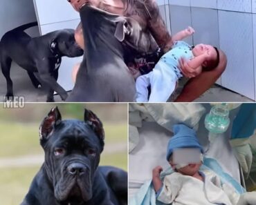 PITBULL DOG ATTACKS HIS OWNER’S SON AND… See more