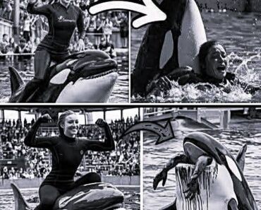 Orca trainer is devoured by this one while perfor…