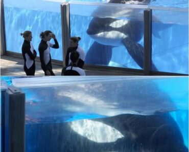 THE REVENGE OF THE KILLER WHALE THAT KILLED 3: Chilling Photo Reveals Captive Orca’s Hatred Toward Trainers