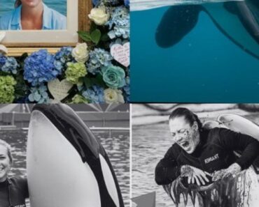 K!ller whale att@cks have become a major problem at parks recently, leaving orca fans worried. Another recent attack cost SeaWorld $75,000 – that of Ken Peters. Viewers across the country were left stunned by what really happened in those moments… SEE FULL HERE – tammy – Notebook 2025 K!ller whale att@cks have become a major problem at parks recently, leaving orca fans worried. Another recent attack cost SeaWorld $75,000 – that of Ken Peters. Viewers across the country were left stunned by what really happened in those moments… SEE FULL HERE – tammy – Notebook 2025