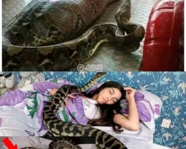 Woman slept with her python every night until the vet showed her a surprising ultrasound Woman slept with her python every night until the vet showed her a surprising ultrasound
