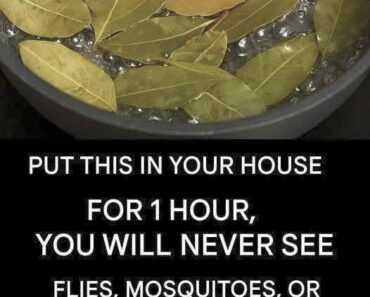 Say goodbye to flies, mosquitoes and cockroaches boiling these leaves….See more