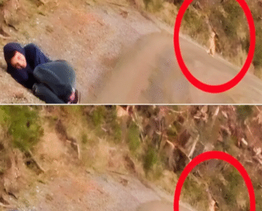 Amanda, an animal lover who stunned everyone with a gesture