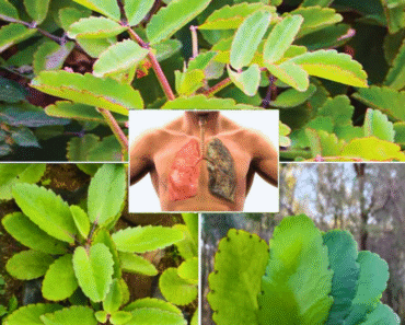 Bryophyllum Calycinum (Kalanchoe Pinnata): Benefits and Uses