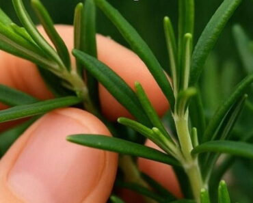 How to grow this plant abundantly at home.