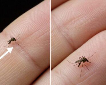 The trick to spotting (and removing) a mosquito hiding in the bedroom