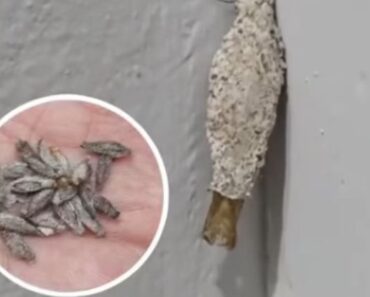 Factors That Increase Kamitetep Infestations