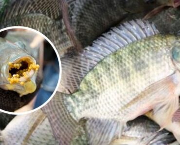 Should Children and Older Adults Eat Tilapia Regularly?
