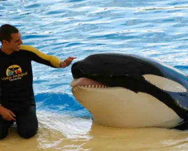 Footage shows SeaWorld trainer’s tragic death after brutal orca attack – dailymagazine23