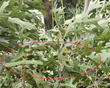 Can You Find the Camouflaged Snake? Only Sharp