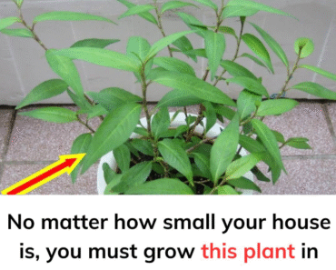 No matter how small your house is, you must grow this plant in your house No matter how small your house is, you must grow this plant in your house
