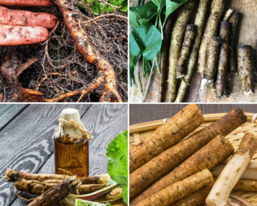 The Powerful Plant That May Aid Wellness: Exploring the Benefits of Greater Burdock Root