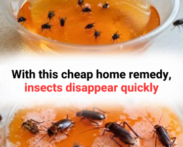With this cheap home remedy, insects disappear quickly