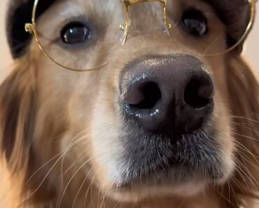 My dog turned into a detective!