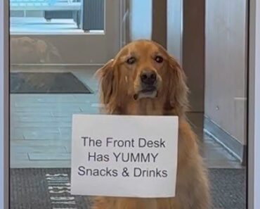 My dog almost got us kicked