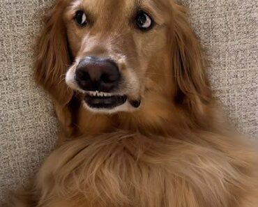 My dog almost got  Stressful  ❤️