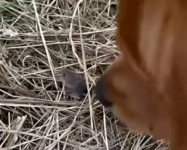“Proof Golden Retriever’s are at one with Nature is all you need today ❤️❤️”