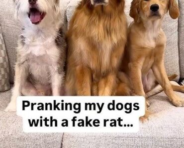 Pranking my dogs with a fake rat!​​