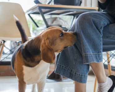 HT10. If your dog is sniffing your crotch, here’s what it means – Daily News