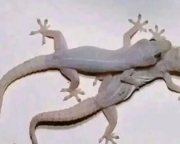 The Spiritual Meaning of an Owl’s Presence — And Other Animals That Bring Powerful Messages to Your Home