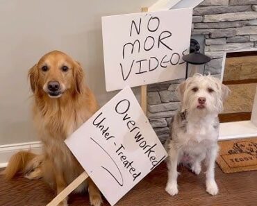 “When the pups form a union: ✊