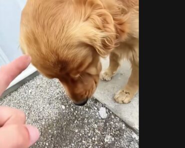 Funny golden retriever