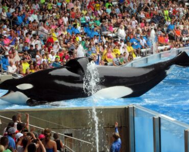 SAD NEWS: Jessica Radcliffe’s Last Smile Was Seconds Away From Tragedy – The Moment A Killer Whale Suddenly Changed Its Behavior, Leaving The Entire Arena Stunned In Silence SAD NEWS: Jessica Radcliffe’s Last Smile Was Seconds Away From Tragedy – The Moment A Killer Whale Suddenly Changed Its Behavior, Leaving The Entire Arena Stunned In Silence
