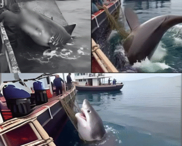 SAD NEWS: Saving the wrong “k.i.l.l.e.r”…. The group rushed to rescue the stranded shark – but seconds later, it returned. A girl was trapped