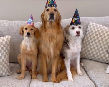 Happy Birthday to our sweet Teddy! ❤️ Today we celebrate the joy, love, and laughter you bring into our lives every single day. Here’s to more cuddles, wagging tails, and adventures with our golden boy! ✨ Happy Birthday to our sweet Teddy! ❤️ Today we celebrate the joy, love, and laughter you bring into our lives every single day. Here’s to more cuddles, wagging tails, and adventures with our golden boy! ✨