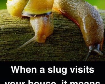 When a Slug Visits Your Home, It Means More Than You Think When a Slug Visits Your Home, It Means More Than You Think