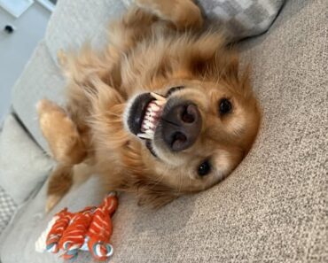 This good boy is back to normal after his cancer scare and splenectomy. ✨