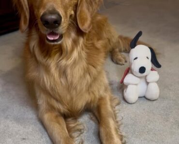 “Good night friends ✨ We hope you had a wonderful Labor Day ❤️ Sleep well and dream sweet  Love, Peaches  and Snoopy ”