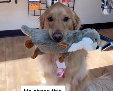 “He didn’t want just any toy… he wanted this otter. #BestChoiceEver” “He didn’t want just any toy… he wanted this otter. #BestChoiceEver”