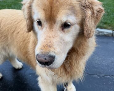 “Rain or shine, potty breaks must go on ️ Nothing like a golden boy teaching us to find joy even in the drizzle. ✨”