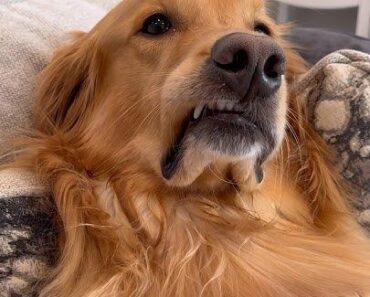 “Who needs a life coach when you’ve got a dog? ❤️ From walks to bedtime, he’s making sure I stick to my New Year’s resolutions better than I ever could! ✨ #DogTrainer #ResolutionBuddy”