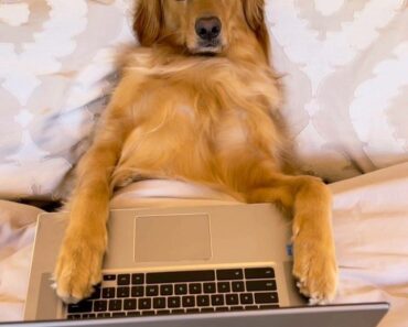 “When your boss asks if you can work overtime… but you were actually just checking treat prices online. ”
