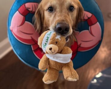 ” It’s been a stressful few weeks for our sweet Teddy  but through it all, his love and strength shine brighter than ever. Please keep him in your thoughts ❤️”