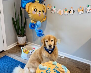 Happy 9th Birthday to our sweet boy, Maverick!  You are so loved, so cherished, and truly the heart of our family. Here’s to more cuddles, adventures, and tail wags! ✨