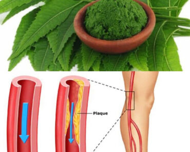 1 Leaf that helps destroy DIABETES, BLOOD PRESSURE, eliminate BODY PAIN, cholesterol and eliminate POOR CIRCULATION.