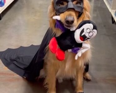 “Gotham’s fluffiest hero  Batdog is here to fight crime… and maybe steal your treats!”