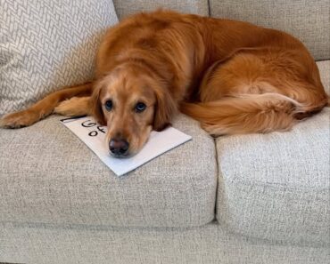 “Do you all miss Teddy? Because Teddy misses you more than words can say. Every day he waits, hoping for the laughter, the love, and the joy you bring. ❤️” “Do you all miss Teddy? Because Teddy misses you more than words can say. Every day he waits, hoping for the laughter, the love, and the joy you bring. ❤️”