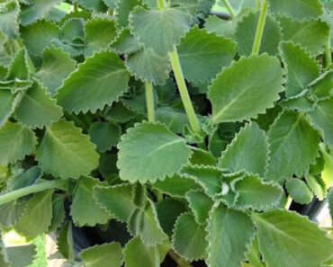 Just 1 oregano leaf a day and you won’t suffer from any more…