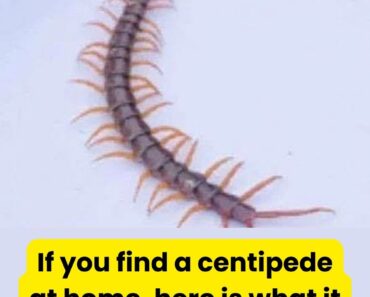 This is what it means to find a centipede in the house